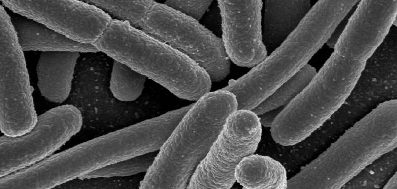 Els emulsionants afecten la microbiota intestinal propiciant malalties com la colitis ulcerosa i la síndrome metabòlica